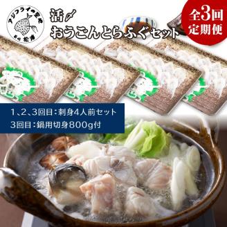 【全3回定期便】活〆おうごんとらふぐ刺身4人前セット　3回目鍋用切身800g付【999-0014】