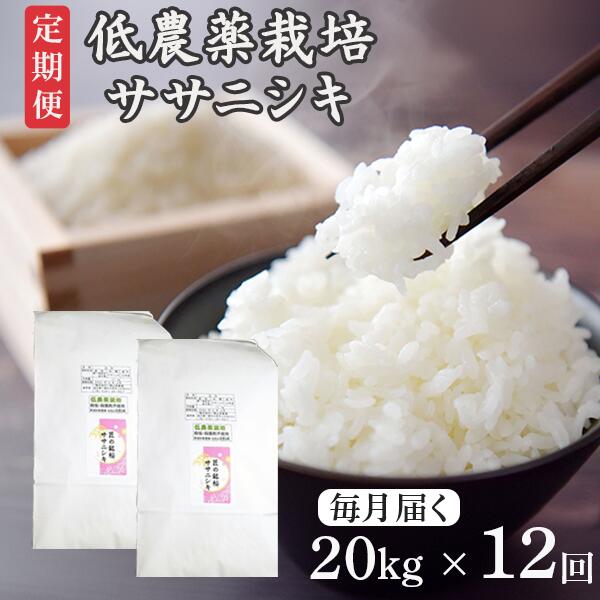 【ふるさと納税】《 新米先行予約 》定期便 12回 令和7年産 新米 低農薬栽培 ササニシキ 20kg (10kg×2袋) 精米 お米 ふるさと納税 ご飯 ごはん お弁当 おにぎり 東北 国産 送料無料米 岩手県 一関市