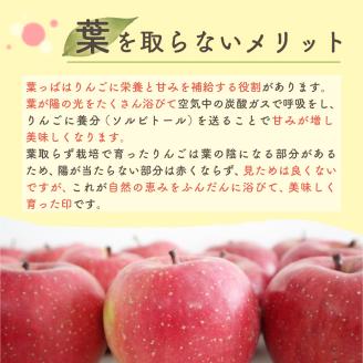 【2026年1月下旬発送】 りんご 10kg 葉とらず サンふじ 青森