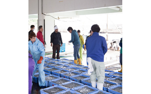 【セット】釜揚げしらす(200g×2) と ちりめん山椒(200g×2)【冷蔵】無添加・無着色 しらす シラス 釜揚げ 小分け 冷蔵 ちりめん【mar107】_イメージ4