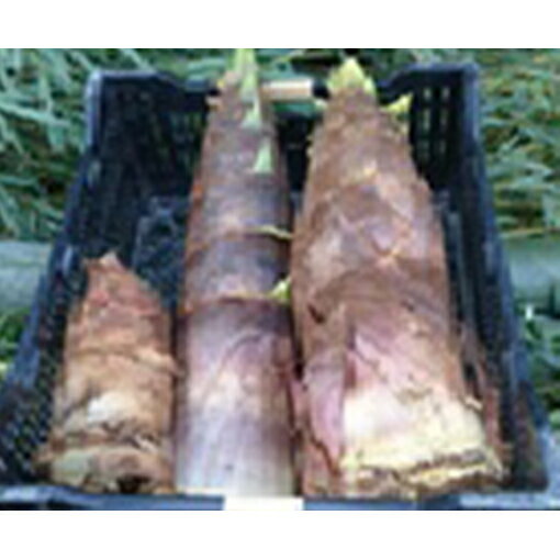 【ふるさと納税】たけのこ 約4kg 野菜 竹の子 筍 　お届け：2026年4月中旬～5月中旬※天候等により収穫・発送が早まったり、遅れる場合があります。