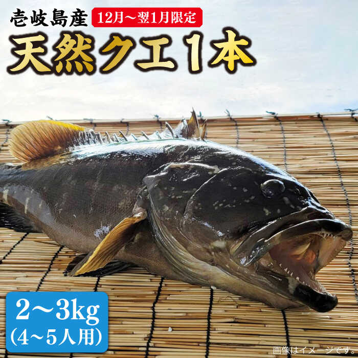 【ふるさと納税】【先行予約】【12月〜翌1月限定】 天然 クエ 丸もの 1本 2〜3kg（鍋・刺身4〜5人用）【2025年12月以降発送】《壱岐市》【丸和水産】 [JCJ023] クエ くえ 冷蔵 直送 海鮮 鮮魚 刺身 刺し身 お刺身 クエ鍋 くえ鍋 1本 1匹 高級魚 82000 82000円 冷蔵配送