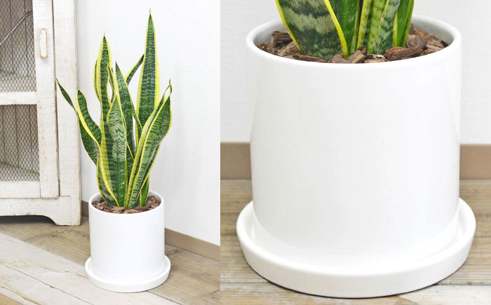 観葉植物 サンスベリア ローレンティ円柱形シリンダー陶器鉢植え/サンスベリア 鉢植え 観葉 植物 インテリア おしゃれ プレゼント/大村市/琴花園 [ACYK042]