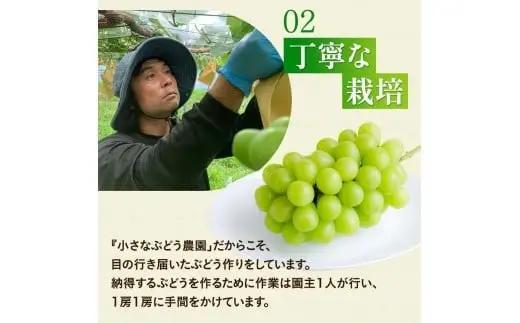 ゴールデン シャインマスカット【2026年先行予約】除草剤不使用 極み完熟 1kg以上(2~3房) ご家庭用   ぶどう シャインマスカット マスカット しゃいんますかっと 葡萄 くだもの 果物 農家