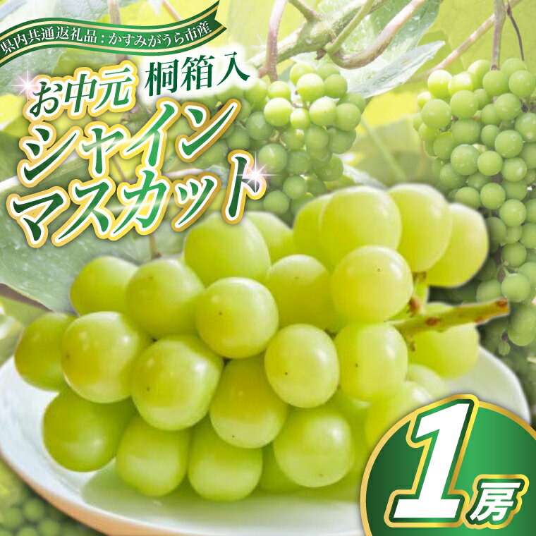 【ふるさと納税】【8月より順次発送予定】お中元シャインマスカット桐箱入り1房(県内共通返礼品:かすみがうら市産)【配送不可地域：離島・沖縄県】 (BR109)