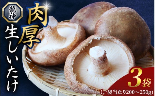 
                  龍神マッシュの生しいたけ３袋セット / 肉厚 無農薬 菌床栽培 きのこ シイタケ 椎茸  和歌山県 田辺市【mas001】
                