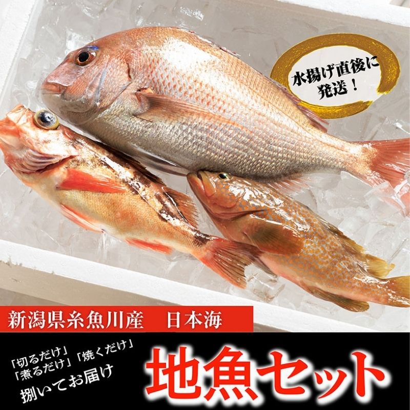 【ふるさと納税】プロが選んだ！『魚屋の鮮魚詰め合わせセット』(刺身用1種と塩焼・煮付用下処理済各1匹づつ）　日本海から新鮮な魚をお届けします! 新潟県糸魚川 磯貝鮮魚店 旬の魚 詰合せ 海鮮 【能登半島地震復興支援】