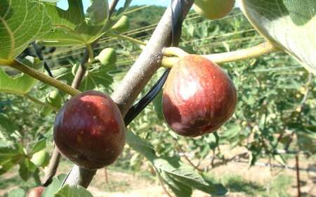 福岡県ブランドいちじく「博多とよみつひめ」4パック 無花果 イチジク 果物 くだもの フルーツ 【2025年8月下旬～2025年10月下旬発送予定】