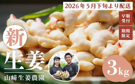 早期受付 期間限定 みずみずしさがたまらない 新生姜 約3kg【2026年5月下旬～9月上旬配送】高知県 高知 四万十市 四万十 しまんと 農作物 特産 しょうが 生姜 ショウガ 野菜 旬 新鮮 国産