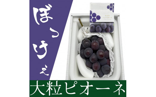 ぶどう 2026年  岡山県産 ぼっけえ大粒！ ピオーネ 1房 800g以上 化粧箱入り |果物 フルーツ 新鮮 ブドウ 葡萄  岡山 国産 ギフト おすすめ 人気