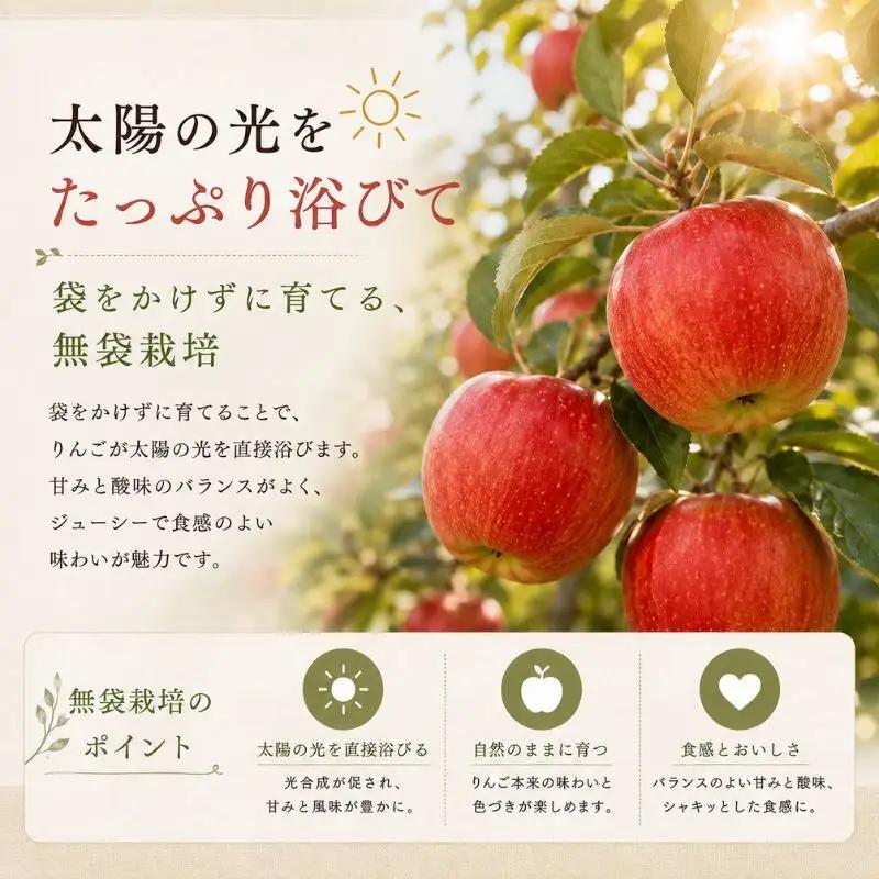 りんご 長野 贈答用 サンふじ 約3kg りんご
