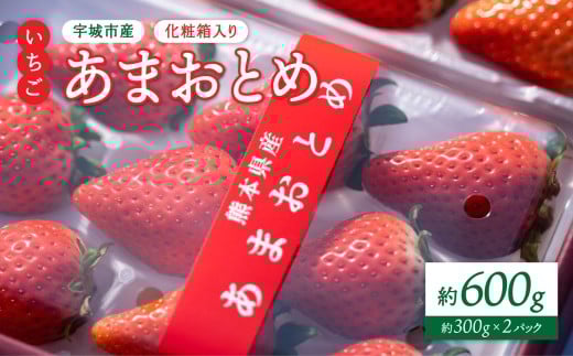 【2026年2月発送】 先行予約 いちご 化粧箱入り 宇城市産 あまおとめ 約600g（約300g×2パック） 【2026年2月上旬～2026年2月下旬頃発送予定】 合計600g 果物 くだもの フルーツ 果実 苺 イチゴ NAGATA FARM レビューキャンペーン
