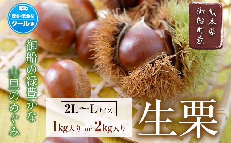 【先行予約】生栗 熊本県御船町産限定 約1kg または 約2kg(2L-Lサイズ)《9月上旬-9月下旬頃出荷》送料無料 期間限定 野菜 予約 スイーツ きんとん 甘露煮 渋皮煮 栗ご飯 熊本県御船町