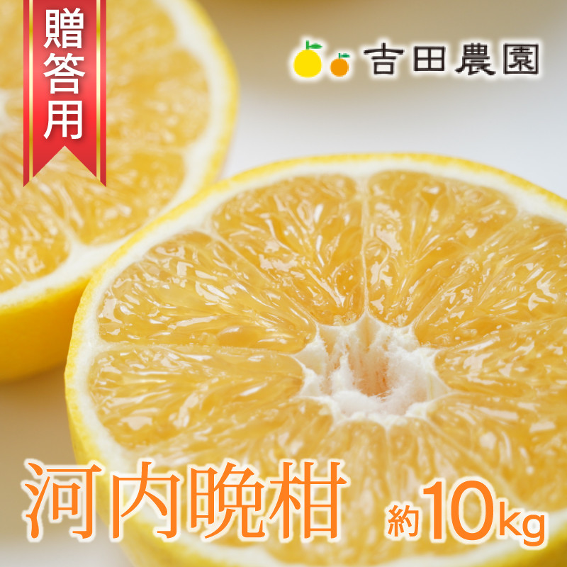 
                  【順次発送】 贈答用 河内晩柑 10kg 20000円 みかん かわちばんかん 愛南ゴールド あいなん ゴールド 夏 文旦 和製 グレープフルーツ 家庭用 産地直送 国産 農家直送 期間限定 ビタミン 健康 おいしい 特産品 ゼリー ジュース アイス 等に 人気 限定 さわやか 甘い フルーツ 果物 柑橘 mikan 蜜柑 ミカン ギフト プレゼント おすそわけ 吉田農園 愛南町 愛媛県
                