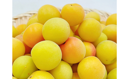 梅 七折小梅(生梅) 4kg 【5月中旬から6月下旬まで順次発送】 / 先行予約 梅干し 梅酒 梅ジュース 梅シロップ / 愛媛県砥部町/株式会社フジ・アグリフーズ [BJBI012]