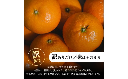 ＜伊予柑（訳あり）合計約2kg＞『2027年1月上旬～1月下旬迄に順次出荷予定』訳アリ わけあり いよかん イヨカン 濃厚 蜜柑 ミカン 果汁 果物 くだもの フルーツ 柑橘 あまい 甘い 季節 旬の