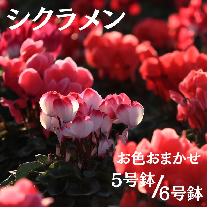 【ふるさと納税】シクラメン お色おまかせ 6号鉢・5号鉢から選べる！ / 花 ガーデニング 家庭 人気 園芸 家庭菜園 庭いじり ※北海道・沖縄・離島への配送不可