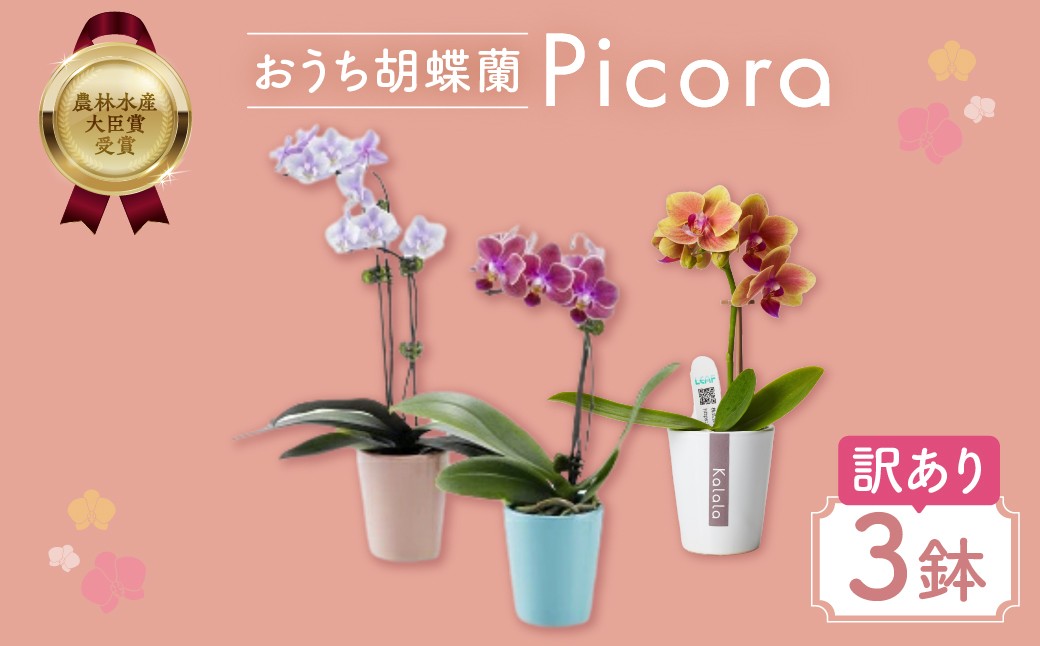 
                  胡蝶蘭 ピコラ 胡蝶蘭『ピコラ』 ミディ 3鉢 セット 花 鉢花 訳あり おまかせ 鉢植え 豊橋市 胡蝶蘭 ピコラ 胡蝶蘭 ピコラ 胡蝶蘭 ピコラ 胡蝶蘭 ピコラ 胡蝶蘭 ピコラ 胡蝶蘭 ピコラ 胡蝶蘭 ピコラ 胡蝶蘭 ピコラ 胡蝶蘭 鉢花 胡蝶蘭 鉢花 胡蝶蘭 豊橋 胡蝶蘭 豊橋 胡蝶蘭 鉢花 胡蝶蘭 豊橋 胡蝶蘭 鉢花 胡蝶蘭 豊橋 胡蝶蘭 鉢花 胡蝶蘭 豊橋 胡蝶蘭 鉢花 胡蝶蘭 豊橋
                