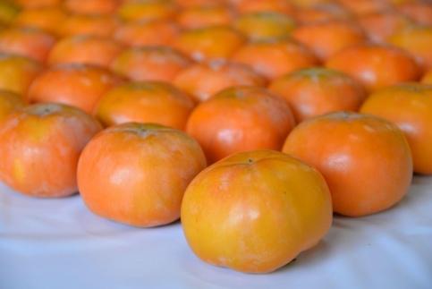 【京都市農協 大枝支部】＜令和7年11月中旬～発送＞大枝冨有柿（Lサイズ 15個） 261009_A-EA005