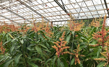 【2025年発送】久米島赤鶏牧場 直送！糖度15度以上「プレミアム」完熟マンゴー 2玉（約1kg） マンゴー 完熟 アップルマンゴー アーウィン 糖度15度 特選品 プレミアム 贈答 贈り物 甘い 濃