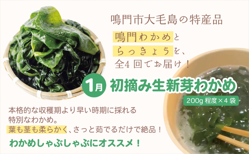 【全4回定期便】鳴門大毛島わかめ・らっきょうセット（1/3/5/7月）