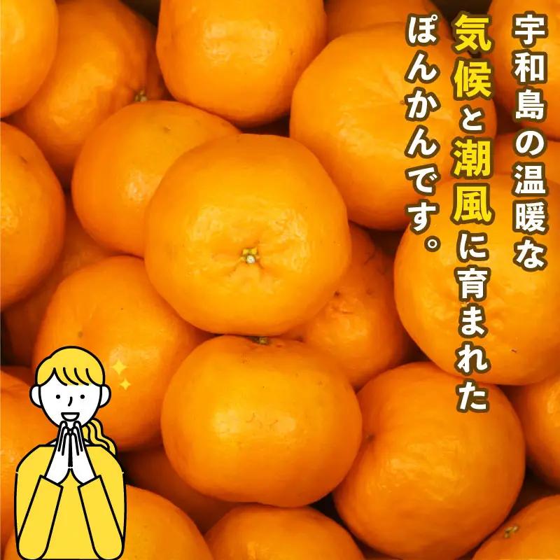 みかん 訳あり ポンカン 約 5kg スーパー山田屋 先行予約 ぽんかん 甘い 果物 くだもの フルーツ 柑橘 mikan 蜜柑 愛媛蜜柑 愛媛みかん わけあり サイズ 不揃い 産地直送 数量限定 国