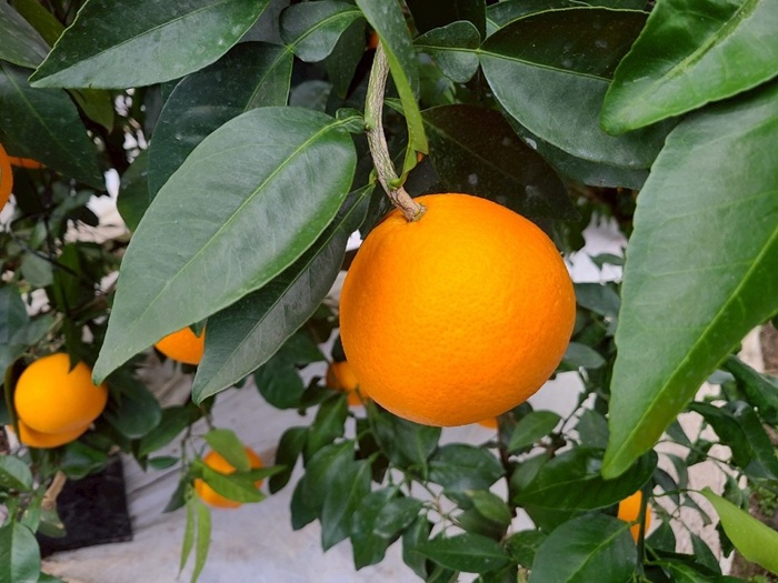 みかん 訳あり 愛果28号 紅まどんなと同一品種 3kg サイズミックス ご家庭用 【12月から順次発送予定】 愛媛 人気 数量限定 先行予約 柑橘 伊予侍ファーム 伊予市｜B457