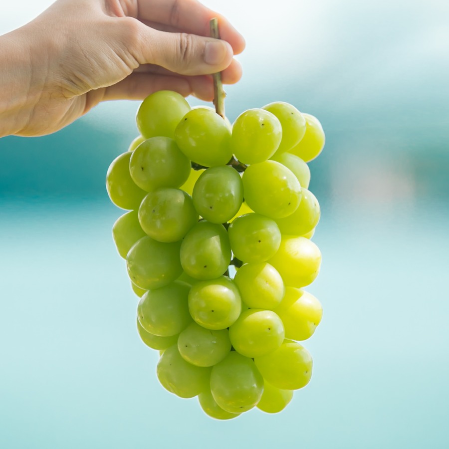 恋するシャインマスカット 1kg