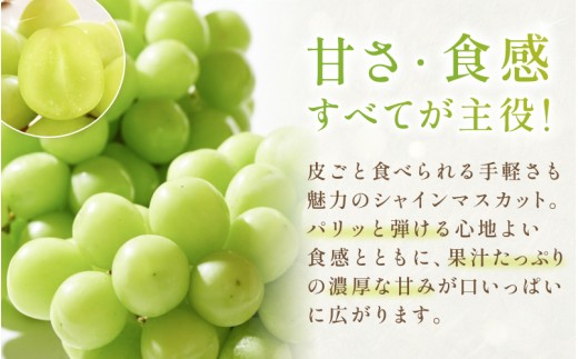 【2026年先行予約】晴れの国岡山 シャインマスカット 1.5kg 2～3房  産地直送 ｜ シャインマスカット しゃいんますかっと シャインマスカット 果物 フルーツ マスカット ますかっと くだも