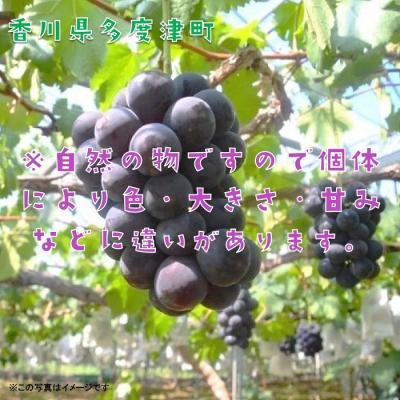 ふるさと納税 多度津町 ハウスピオーネ　1房　化粧箱【令和7年7月下旬頃発送!先行受付中!】【A-51】 |  | 02