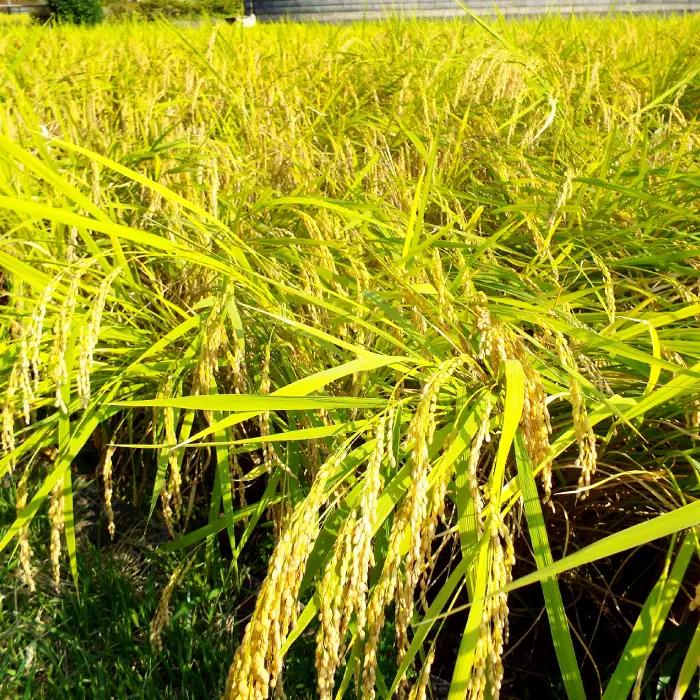 令和７年島根県産つや姫10㎏（5㎏×2袋）【令和7年産 お米 つや姫 10kg ツヤヒメ 2025年産 米 おこめ こめ 島根県産】