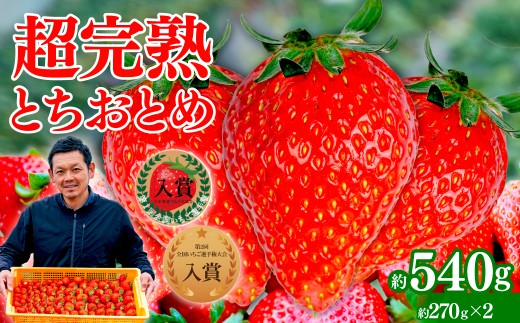 いちご 「茂木完熟いちご」いちご選手権入賞 とちおとめ レギュラーサイズ 約270g×2パック 合計 約540g【3月以降発送】 | いちご イチゴ 苺  ストロベリー とちおとめ 完熟 甘い あまい 第１回いちご選手権入賞  ブランドいちご 果物 フルーツ くだもの 旬 産地直送 栃木県産　新鮮 美土里農園 栃木県 茂木町