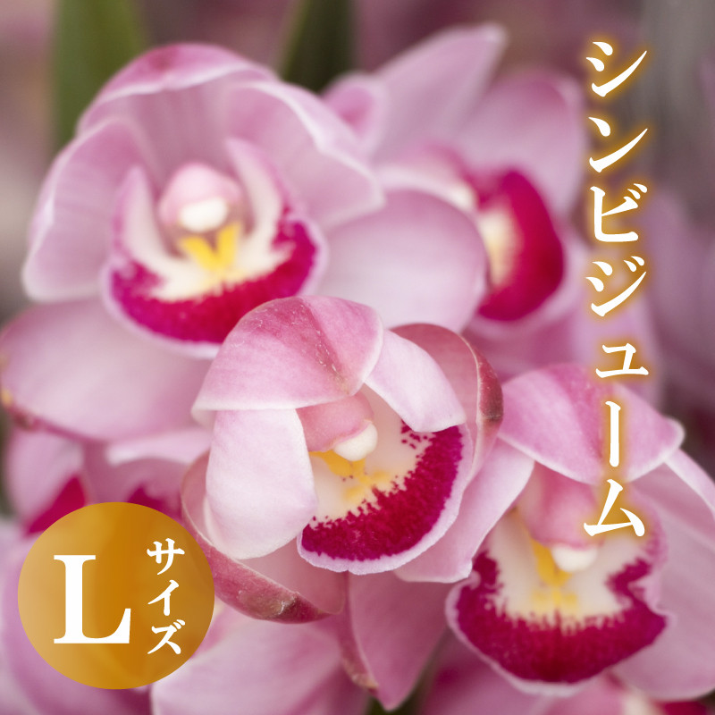 
【12月から発送】シンビジューム 切り花 Lサイズ お花 花 はな フラワー ブーケ 花束 インテリア 鑑賞 洋ラン 鉢 栽培 園芸 ガーデニング 早期予約 KN013
