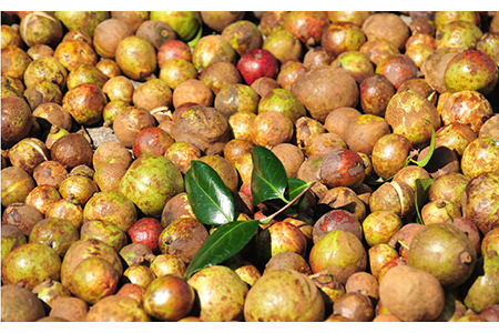 【全12回定期便】雫 シャンプー 天然由来 ノンシリコン 椿油 ツヤ コシ ヘアケア 五島市/椿乃 [PAM040]