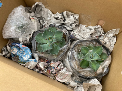 多肉植物 インテリア アガベ チタノタ銘品3種 セット 3.5号鉢 ブラック＆ブルー シーザー パンダ 四国ガーデン 人気 観葉植物 グリーン リラックス 伊予市｜D51