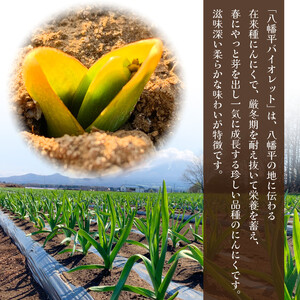 【2025年8月中旬より順次発送開始予定】 オーガニックにんにく 八幡平バイオレット 1kg 混合サイズ（L~3L） ／ にんにく ニンニク ガーリック 大蒜 オーガニック 岩手県産 八幡平市産 産地