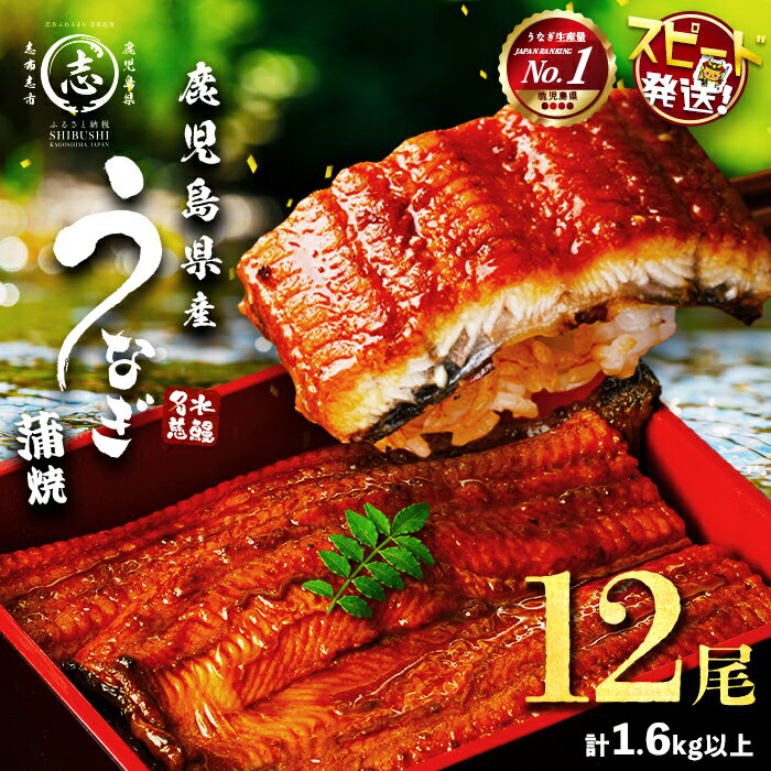【ふるさと納税】【10営業日以内に発送】【数量限定】うなぎ 養殖日本一！鹿児島県産 うなぎ 蒲焼 名水慈鰻 12尾(1尾あたり約120g~160g)＜計約1.6kg＞たれ・山椒付き うなぎ 鰻 ウナギ 蒲焼き 国産 鹿児島県産 鹿児島 大容量【鹿児島鰻】