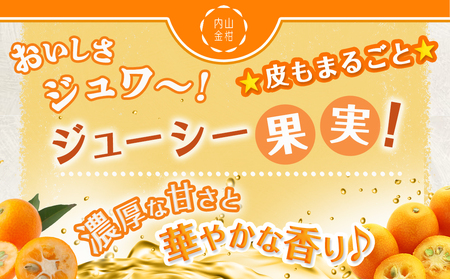 【2月～3月お届け】都城産完熟きんかん 贈答用(2Lサイズ)_12-B502_(都城市) 都城産 完熟きんかん きんかん 2Lサイズ 48粒 糖度16度以上 柑橘類 ギフト 贈答用