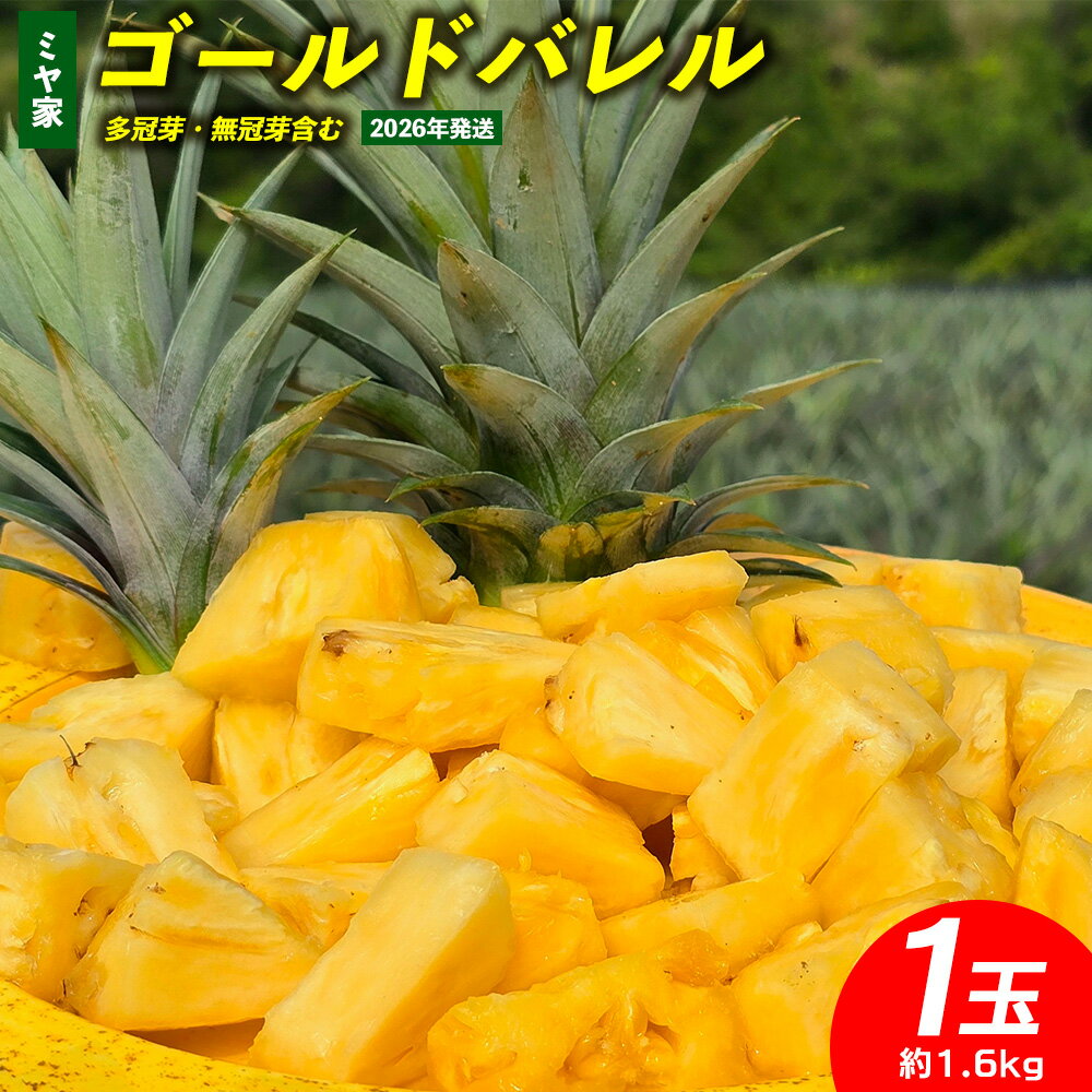 【ふるさと納税】ミヤ家　ゴールドバレル　1玉（約1.6kg）多冠芽・無冠芽含む 2026年発送 沖縄県産 東村 パイナップル ジューシー 希少 高級フルーツ 南国フルーツ 国産フルーツ 農家直送 パイン ゴールドバレル 贈り物 おすすめ お土産 人気 やんばる 大自然 南国気分