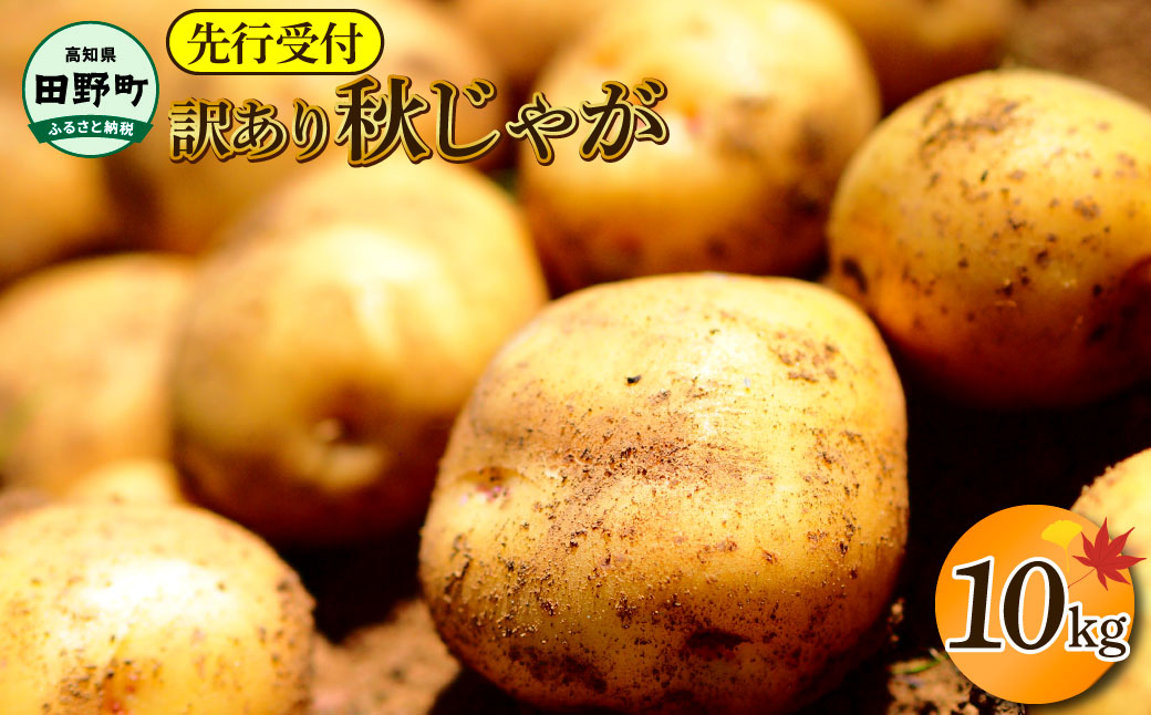 【四国一小さなまちのじゃがいも】★令和7年11月中旬発送開始★ 大野台地で採れた『 令和7年産 秋じゃが 』 10kg　～ 訳あり ～