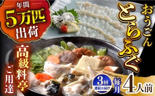 【全3回定期便】活〆おうごんとらふぐ プレミアムセット（4人前）平戸市 / 松永水産 [KAB273]おうごんとらふぐ トラフグ ふぐ フグ 海鮮 高級魚 刺身 鍋 長崎 通販 お取り寄せ