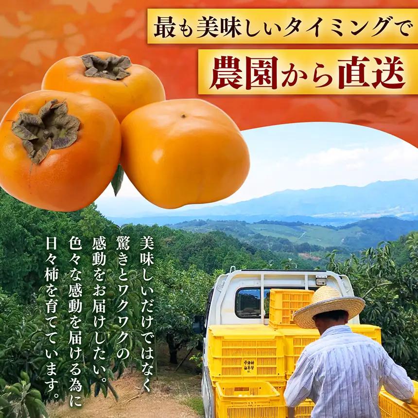 【 贈答用 富有柿 】 上田さんちの柿 12個 2L サイズ | フルーツ くだもの 果物 柿 かき カキ 奈良県 五條市 日本一の柿のまち 秋の味覚 特産品 果実 11月 12月 秋 旬 味覚 グル