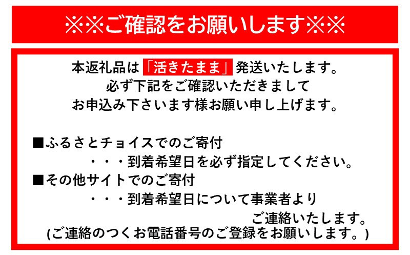 活 伊勢海老 1kg（2～4匹）南紀黒潮イセエビ 年末年始 お正月 お届け可｜期間限定 漁師直送 海鮮 海老 とれたて 人気