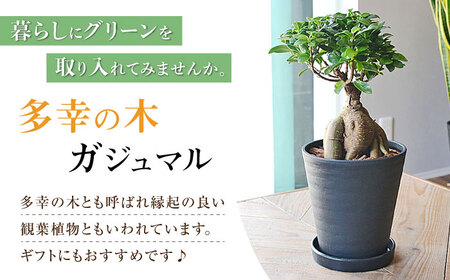 観葉植物 ガジュマル 多幸の木 6号 ブラックセラアート 鉢 / 観葉 植物 インテリア おしゃれ プレゼント / 大村市 /琴花園[ACYK015]