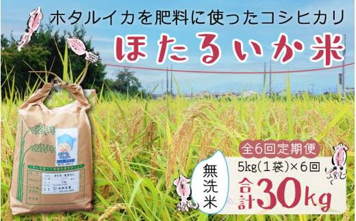 【訳あり】ほたるいか米（無洗米５kg）×6回 計30kg【6ヶ月定期便】【訳あり 米 コシヒカリ こしひかり ほたるいか ホタルイカ お米 ブランド米 富山 滑川】