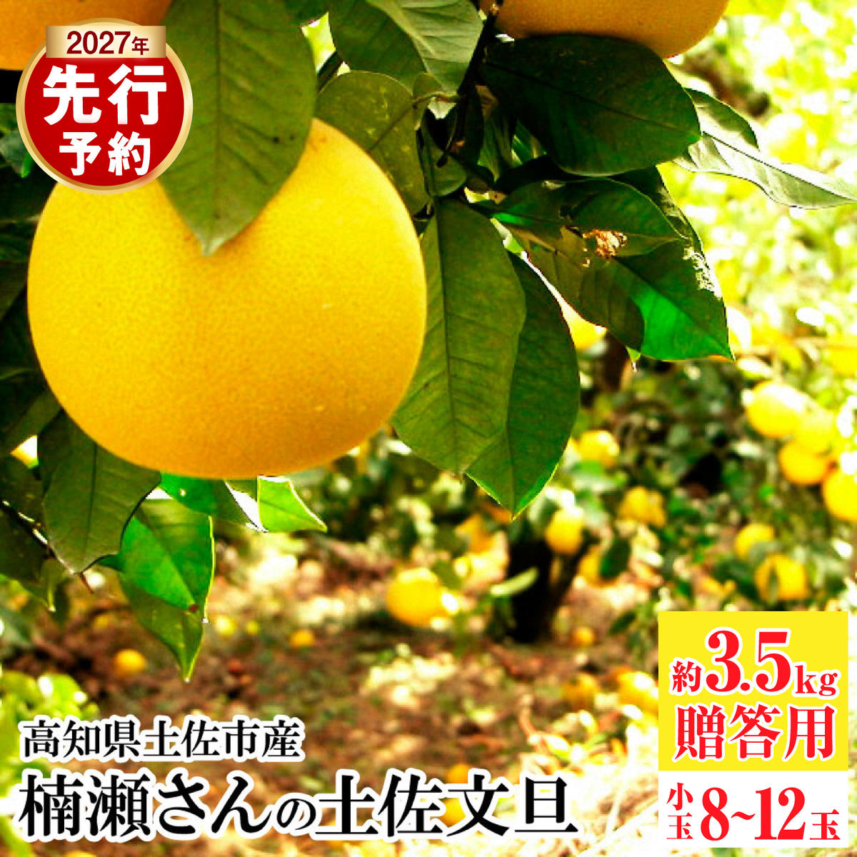【先行予約】楠瀬さんの土佐文旦 贈答用小玉 約3.5kg 期間限定 高知 土佐 文旦 ぶんたん ブンタン 柑橘 みかん 果物 3.5キロ Lサイズ 8～12玉 フルーツ 旬【まる庄果樹園】〈2027年2月15日～2027年4月5日発送〉 [BQAF023]