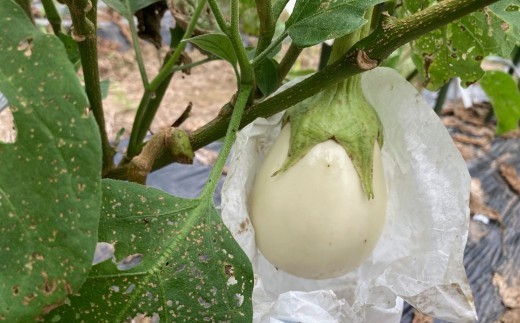 【季節限定】のうちゃんファームの白なす 6個 ナス 茄子 野菜