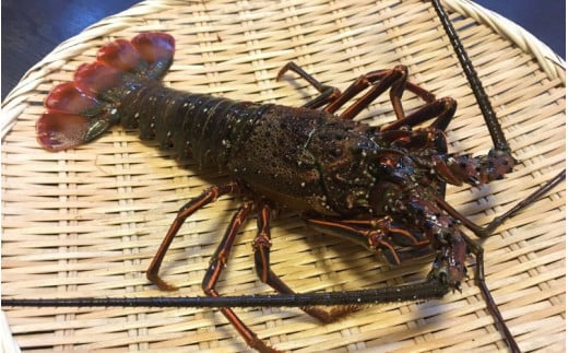 【先行予約】紀州由良港の活け伊勢海老 約300～400ｇ【2025年9月中旬頃から順次発送予定】※北海道・沖縄・離島配送不可 / 海産 海鮮 伊勢えび 伊勢エビ 由良町 産地直送 和歌山【eiw033】