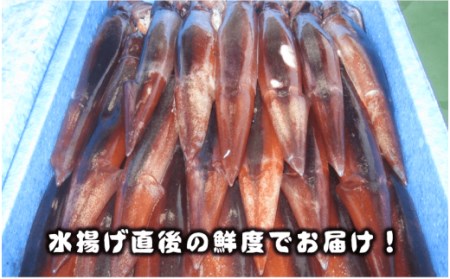スルメイカ 250-300g×5 イカ