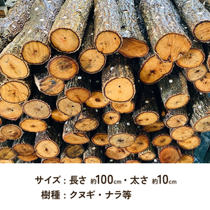 【すぐ生える】 しいたけ栽培用原木（ホダ木） 2本セット 兵庫県 洲本市 淡路島